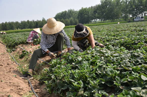 郯城县归昌乡葛巷村培育草莓苗致富路更宽