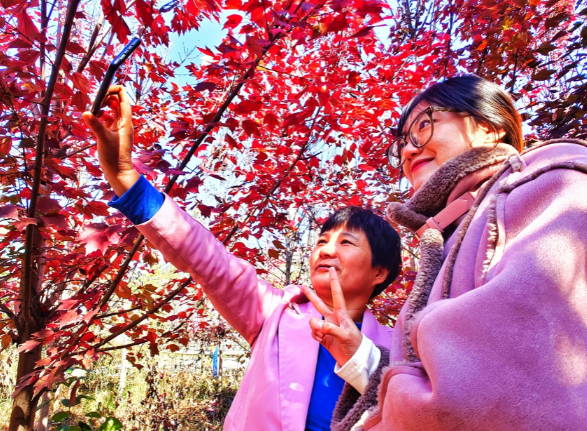 郯城：红“枫”景这边独好