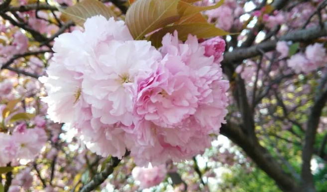 樱花红陌上，柳叶绿池边